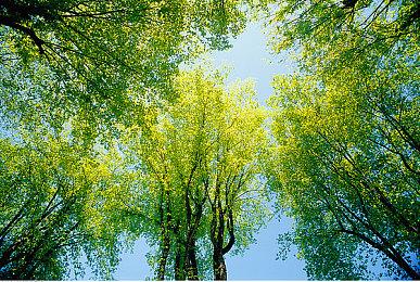 《最终幻想16》重视植物设定 由专门绿植导演担任工作